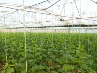 greenhouse farming Farah Afghanistan producing fresh vegetables