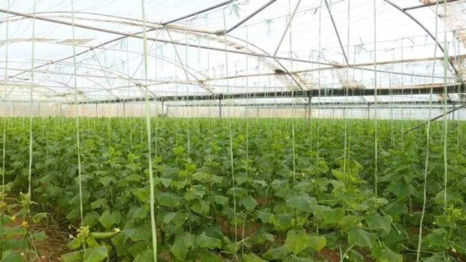 greenhouse farming Farah Afghanistan producing fresh vegetables