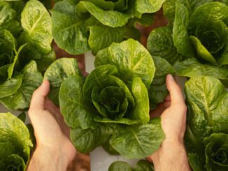 hydroponic-gardening-for-cancer-patients